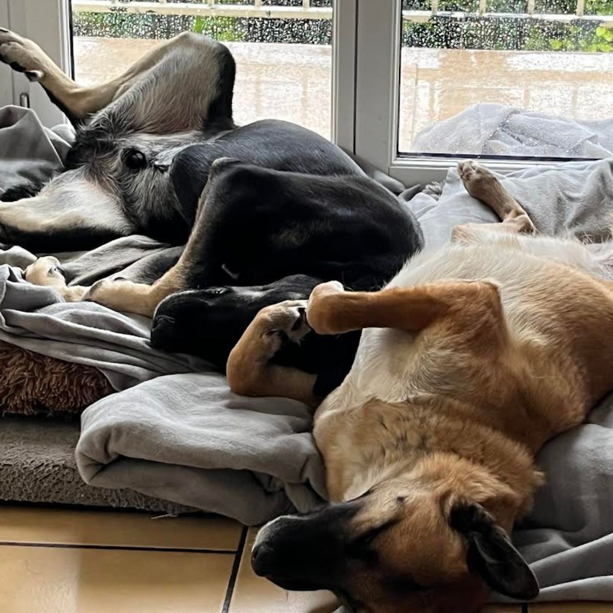 A dog resting comfortably on a bed inside a family kitchen
