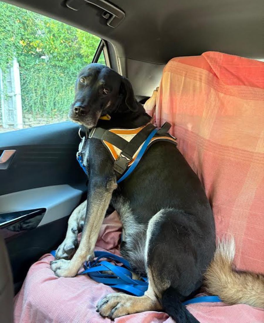 Oscar, the 8-year-old Beauceron mix who lives at the house